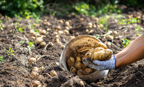 istock harvesting potatoes. Good potato harvest. 1390245381