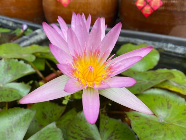 istock Selected focus for perfume lotus flower 1390247488