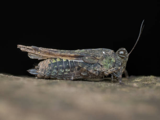 freak grasshopper on the wood