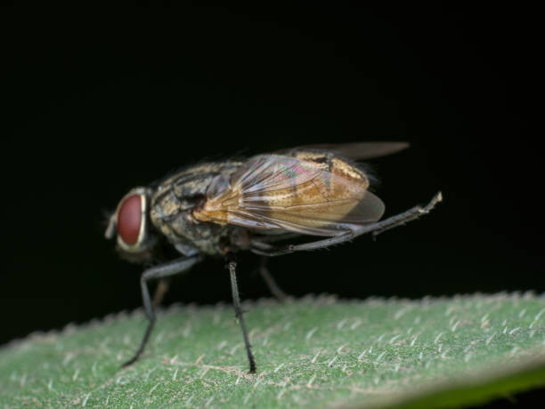 istock closeup wing of house fly 1390248080