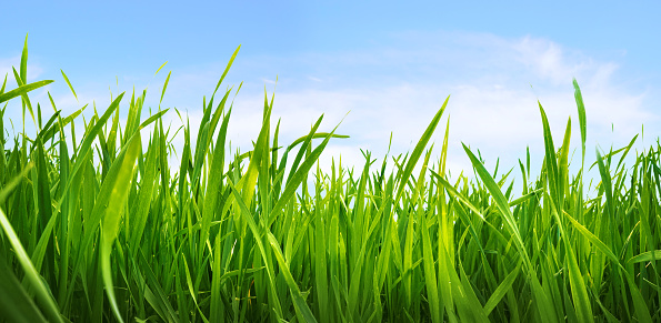 Lush green young tall grass sways in the wind against the blue sky with clouds in nature outdoor, macro, wide format. Green shoots of cereals.