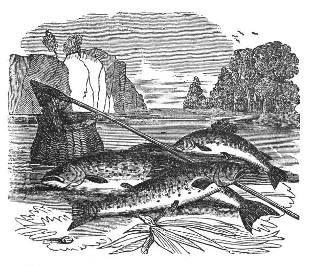 ilustrações de stock, clip art, desenhos animados e ícones de salmon fishing - vintage engraved illustration - trout fishing
