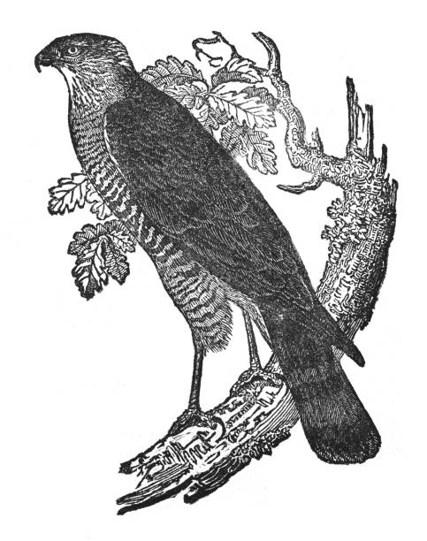 ilustrações, clipart, desenhos animados e ícones de gavião-pardal eurasiano (accipiter nisus) - ilustração gravada vintage - retro revival old fashioned animal sparrowhawk