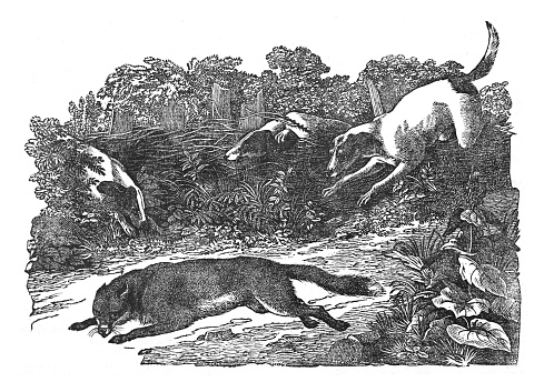 Vintage engraved illustration isolated on white background - Fox hunting