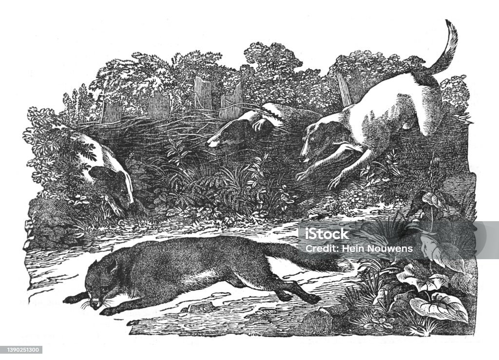 Fox Hunting Graphics Fox Hunting Vintage Engraved Illustration Stock Illustration - Download ...