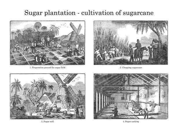 Sugar plantation - cultivation of sugarcane - Vintage engraved illustration Vintage engraved illustration - Sugar plantation - cultivation of sugarcane slave plantation stock illustrations