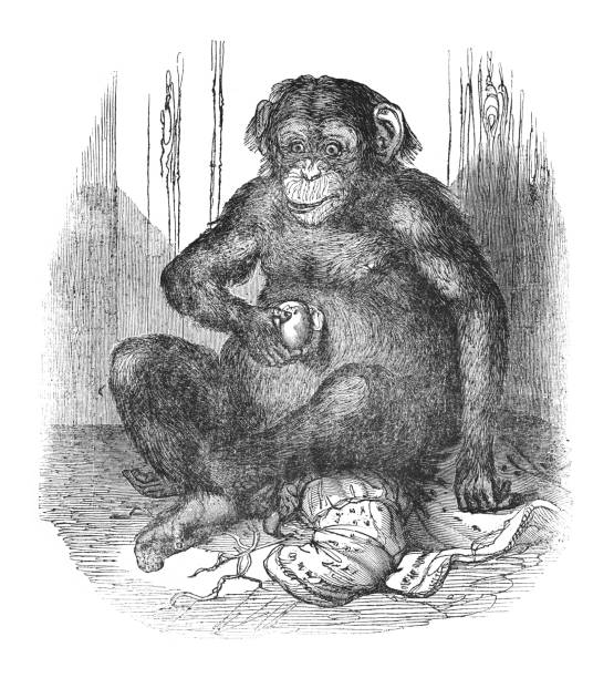チンパンジー(パントログロダイト) - ヴィンテージ彫刻イラスト - チンパンジー点のイラスト素材／クリップアート素材／マンガ素材／アイコン素材