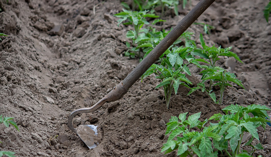 woman digs garden beds. Weeding weeds in the garden. Agricultural work. Selective focus