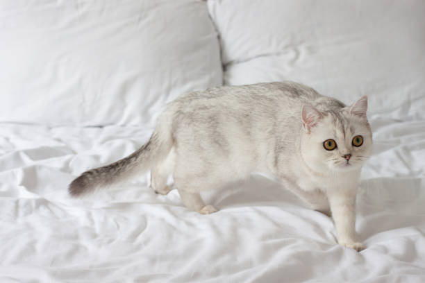 istock A Scottish cat on a white bed. 1390252657