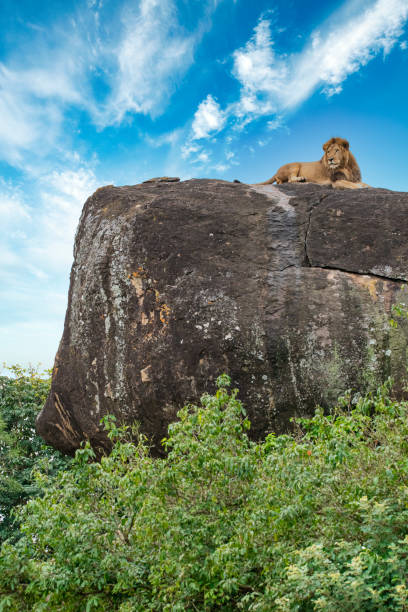 Two lion cubs resting on a rock