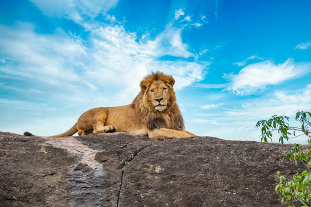 Large and majestic male lion (panthera leo) resting on a large rock. Shot in wildlife, Kidepo National Park, directly at the border between Uganda and South Sudan.