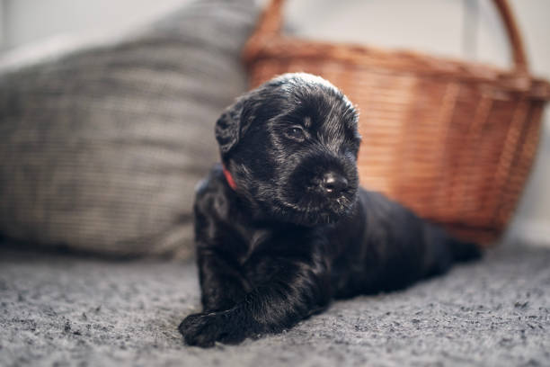 Portrait of cheerful puppy on sofa