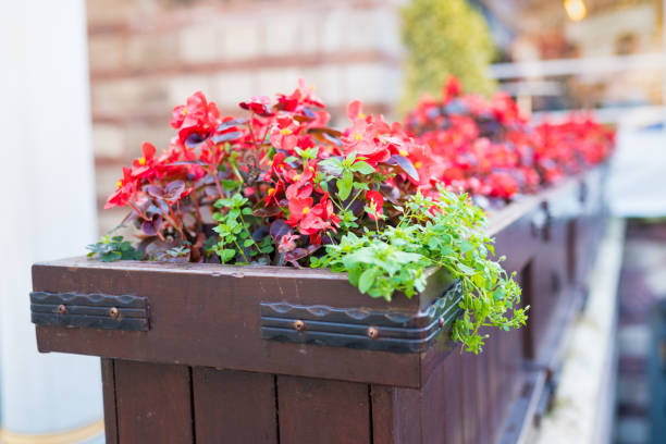 Red blooming plants in rectangular wood flower planter box on street. Simple and natural appearance planting, ideal for the backyard, garden and balcony.
