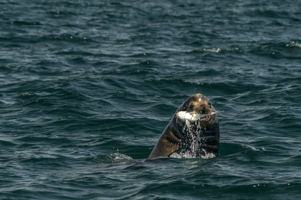 istock Sea lion hunting a fish 1390257148