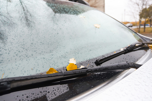 leaves on the hood of a car in autumn in raindrops.