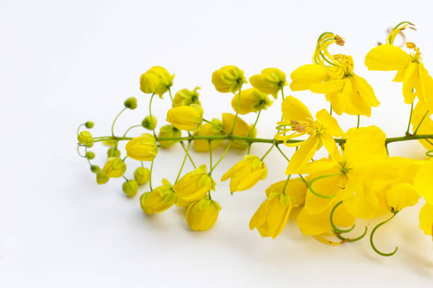 istock Cassia fistula flower on white background. 1390259182