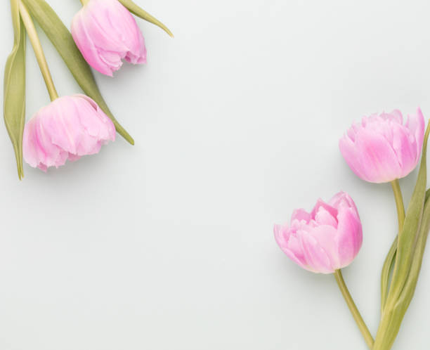 istock Pink tulip flowers on pastel background. 1390259931