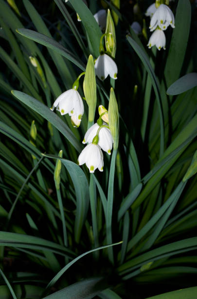 istock Leucojum aestivum in bloom 1390262257