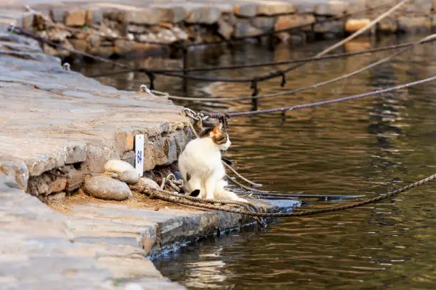 Photo of Young, big, beautiful, motley cat sitting close-up near the water