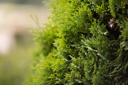 Close up of a fern hedge fading out to a soft Bokeh background