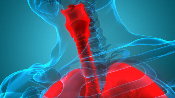 istock Human Respiratory System Larynx and pharynx Anatomy 1390267486