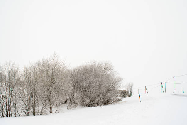 Frosted shrubs snowy road and electric poles