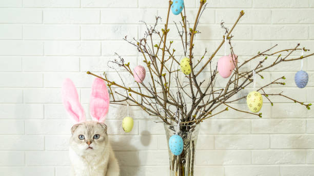 istock A white cat with rabbit ears. Easter tree in a vase with colorful eggs on a white background 1390270114