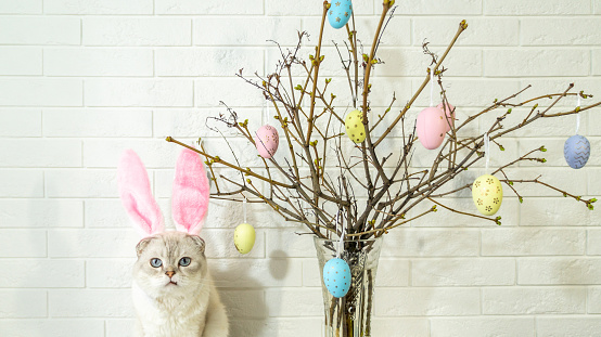 A white cat with rabbit ears. Easter tree in a vase with colorful eggs on a white background. High quality photo