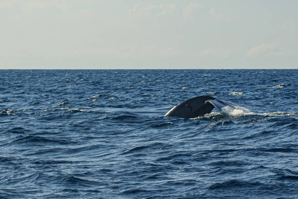 istock Whale Watching in Mirissa, Sri Lanka 1390271592