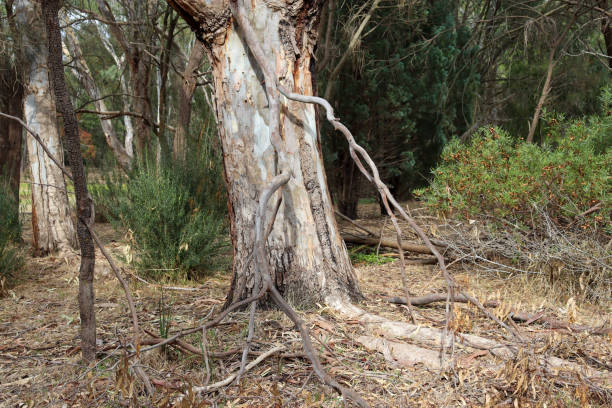 istock eucalyptus tree trunk in bushland 1390271706