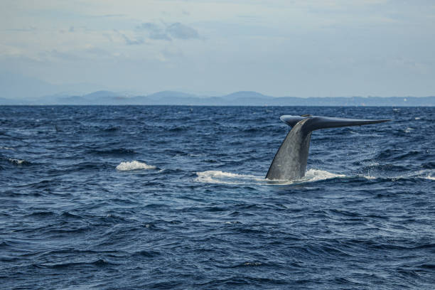 istock Whale Watching in Mirissa, Sri Lanka 1390272287