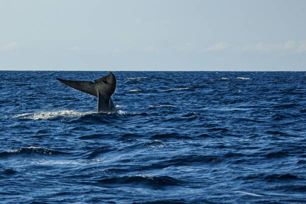 istock Whale Watching in Mirissa, Sri Lanka 1390272348