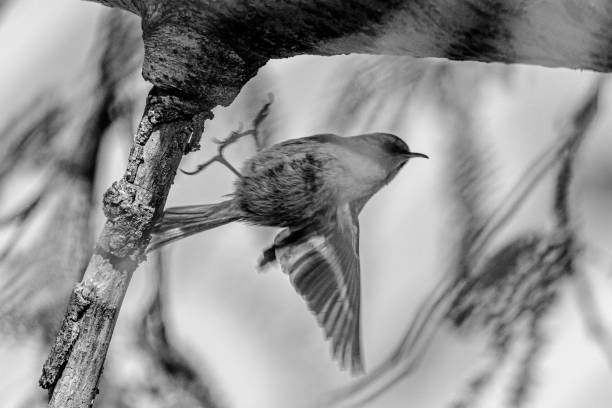 istock Short-toed Treecreeper in a garden in the morning 1390272417