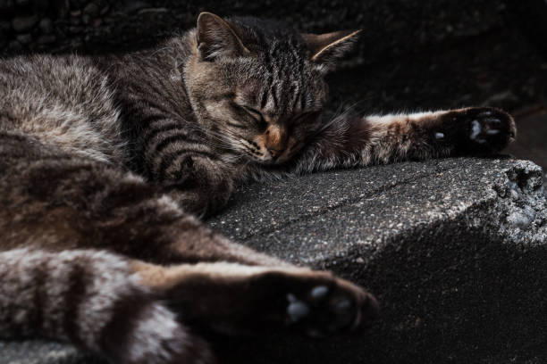 gato - almohadillas pata de animal fotos fotografías e imágenes de stock