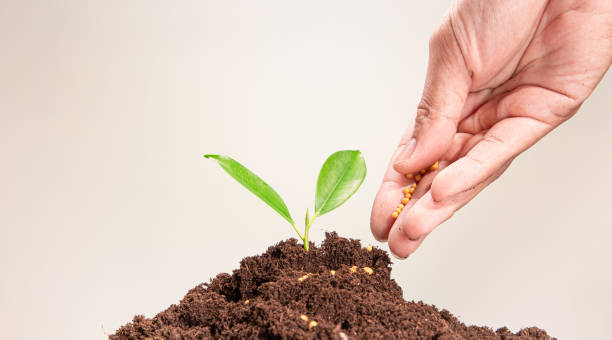 Image of pile of coins with plant on top for business, saving, growth, economic concept stock photo