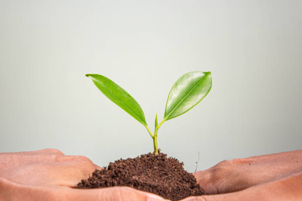 Image of pile of coins with plant on top for business, saving, growth, economic concept stock photo