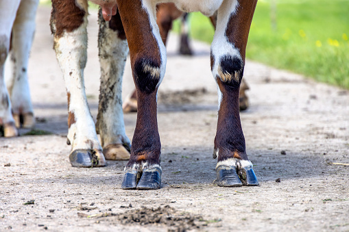 Black hooves of a cow standing of a dairy cow standing on a path, red and white fur
