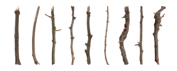 istock Set of old dry tree branches on white background. Banner design 1390275527