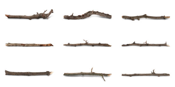 Set of old dry tree branches on white background. Banner design
