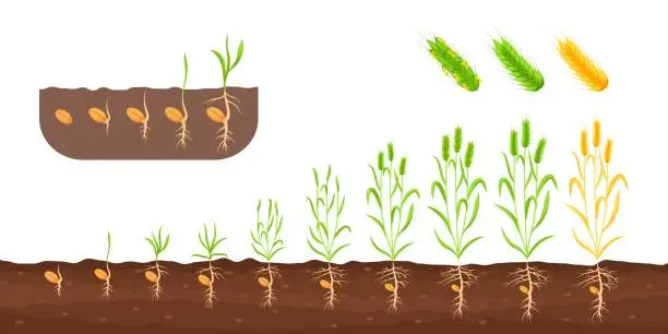Vector illustration of Wheat growth stages. Germination sedding plant, growing sprout plantation, cultivation roots seed, life cycle agriculture growth stages plants, isolated exact vector illustration
