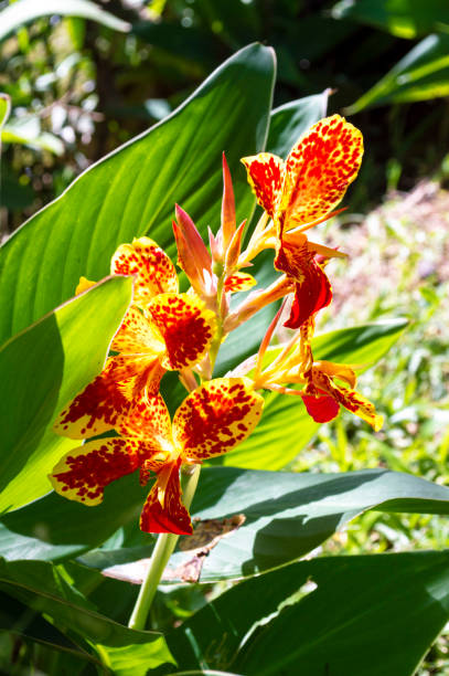 istock Leopard Lilies flowers in garden 1390277373
