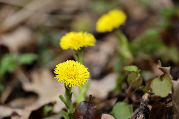 istock Coltsfoot flowers in spring forest 1390277691