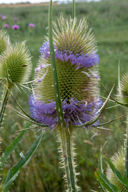 dziki teasel, dipsacus fullonum, jest rośliną leczniczą. korzeń teasel jest stosowany w produkcji produktów leczniczych od ponad dwóch tysiącleci. - herb flower head flower wildflower zdjęcia i obrazy z banku zdjęć