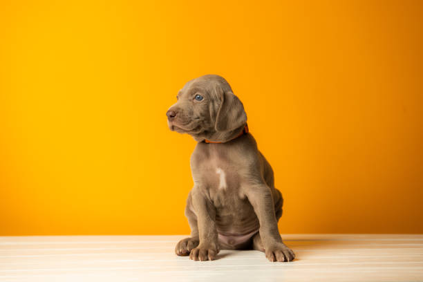 istock Adorable cute weimaraner puppy on orange background 1390279295