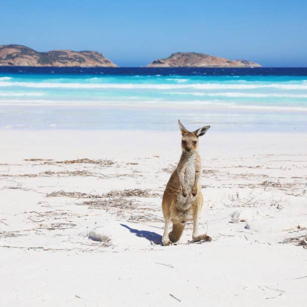 Kangaroo at Lucky Bay Baby kangaroo on Lucky Bay beach in Esperance, Western Australia cape le grand national park stock pictures, royalty-free photos & images