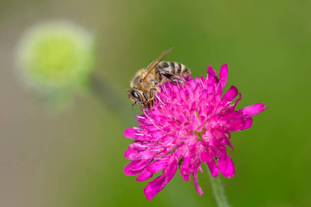 istock Bee - Apis mellifera - pollinates Knautia arvensis - field scabious 1390280100
