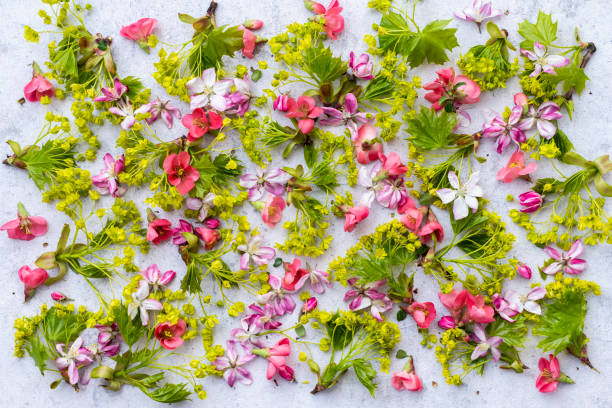 zusammensetzung der blumen. lila und rosa blüten auf weißem steinhintergrund. flache verlegung, draufsicht - cut flowers white small still life stock-fotos und bilder