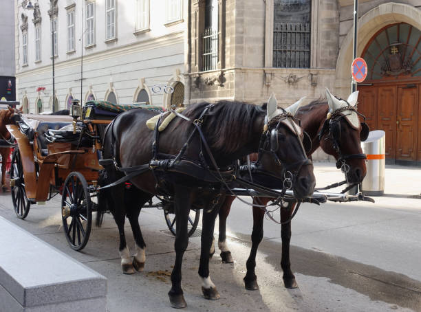 istock Horses for Vienna Sightseeing Service in Austria. 1390280285