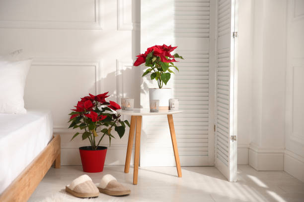 poinsettias in light cozy room. interior design - poinsettia christmas candle table imagens e fotografias de stock