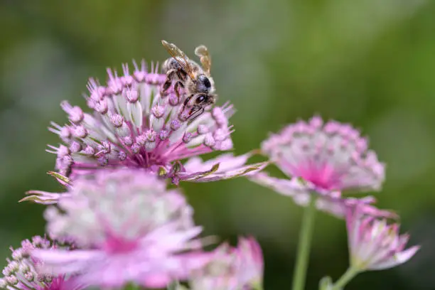 Bee - Apis mellifera - pollinates a blossom of the great masterwort - Astrantia major